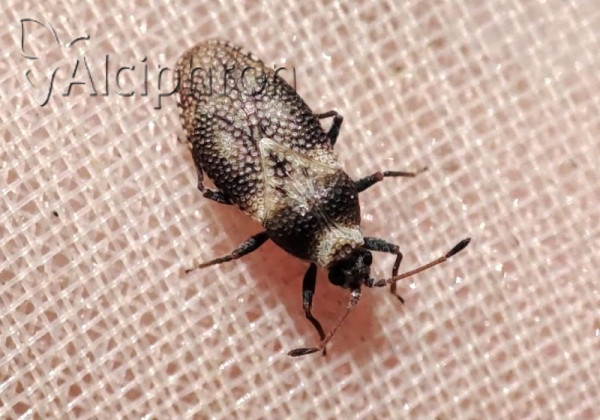 Oncochila scapularis