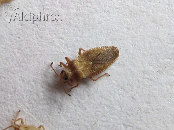 Oncochila simplex