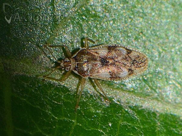Monosteira unicostata
