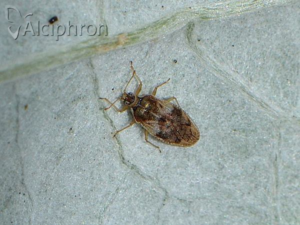 Monosteira unicostata