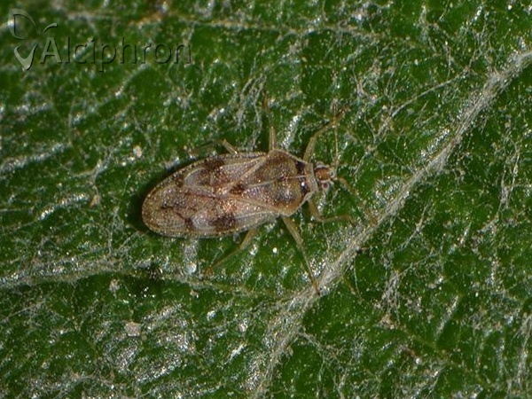Monosteira unicostata