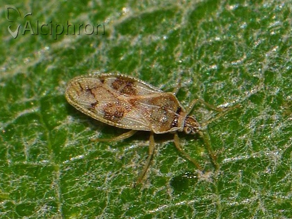 Monosteira unicostata