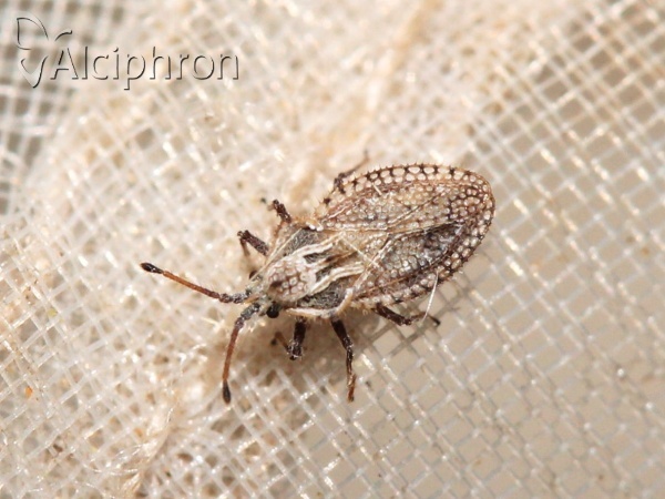 Lasiacantha capucina