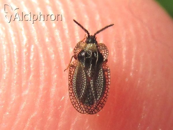 Kalama tricornis
