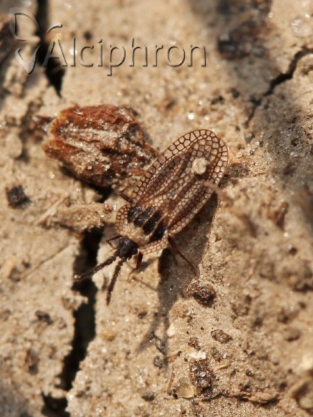 Kalama tricornis