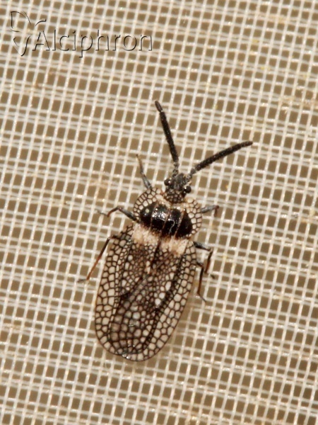 Dictyonota strichnocera