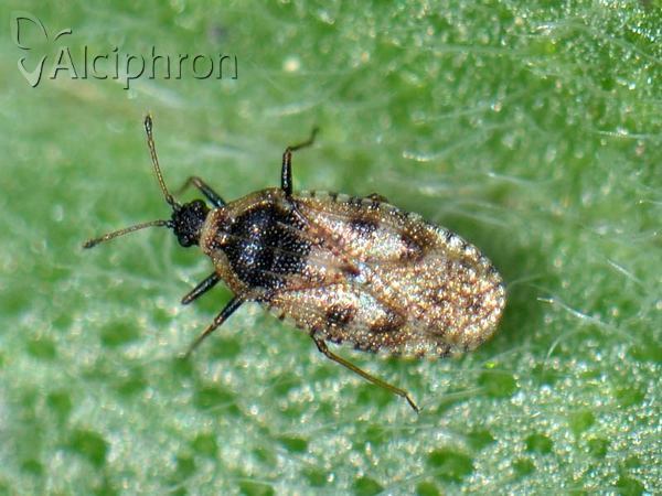 Dictyla echii