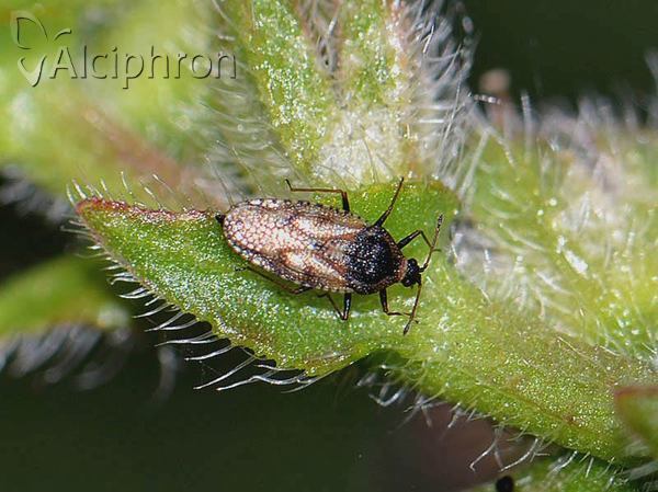 Dictyla echii