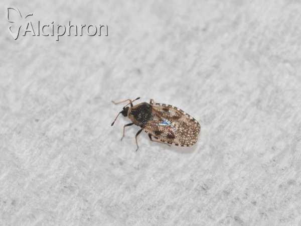 Dictyla echii
