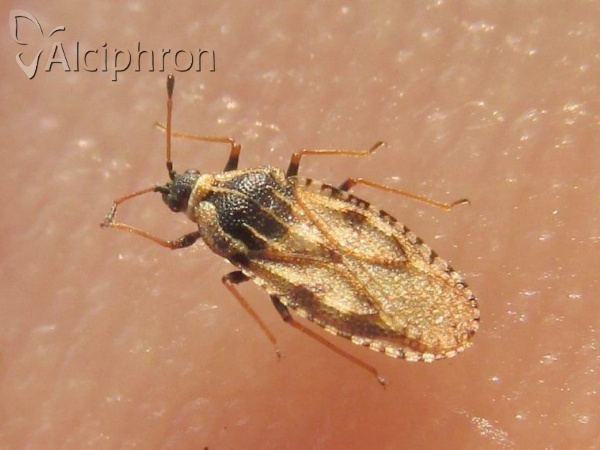Dictyla echii