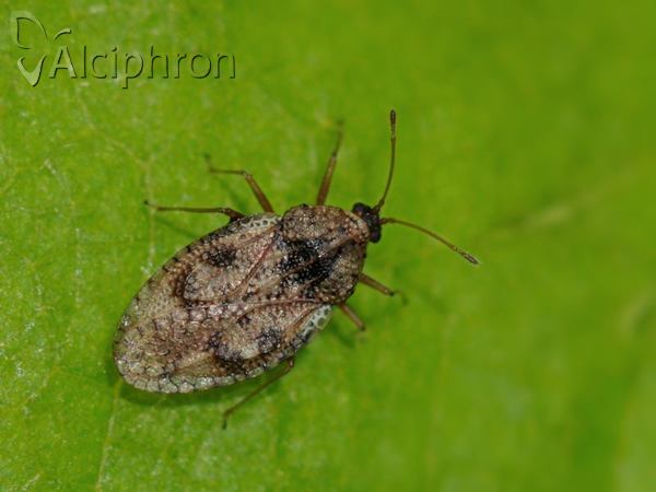 Dictyla humuli