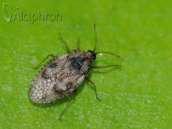 Dictyla humuli