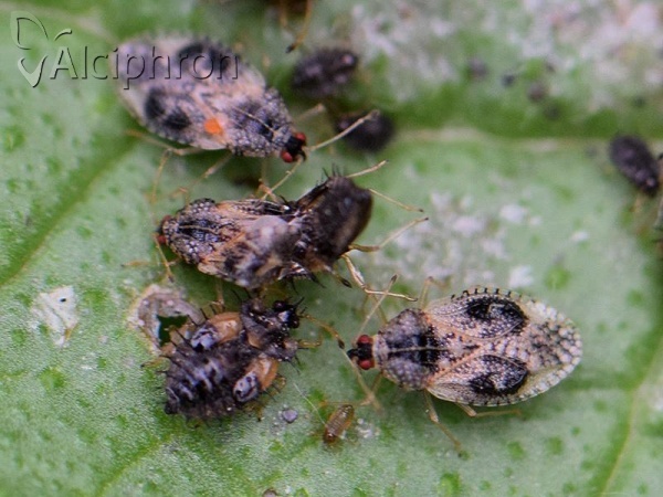 Dictyla humuli