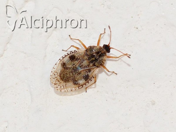 Dictyla humuli