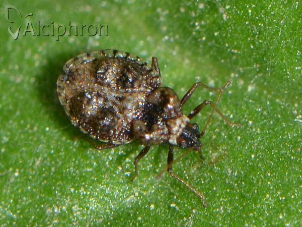 Dictyla rotundata