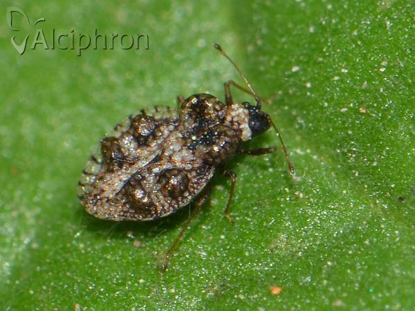 Dictyla rotundata