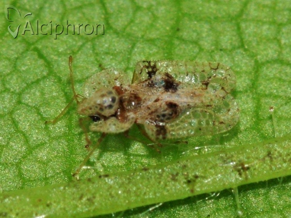 Corythucha arcuata