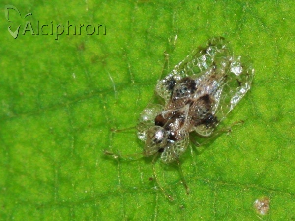 Corythucha arcuata