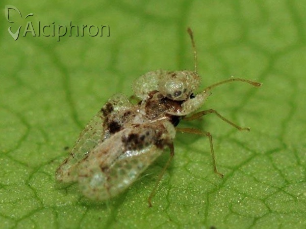 Corythucha arcuata