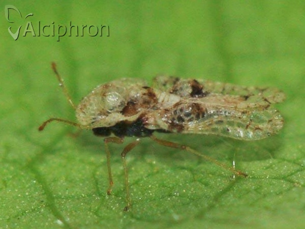 Corythucha arcuata