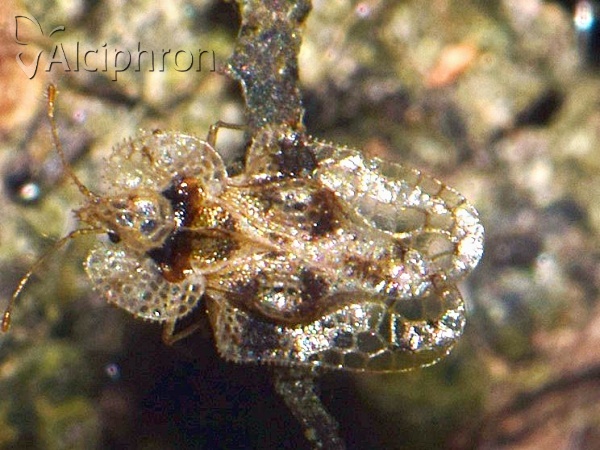 Corythucha arcuata