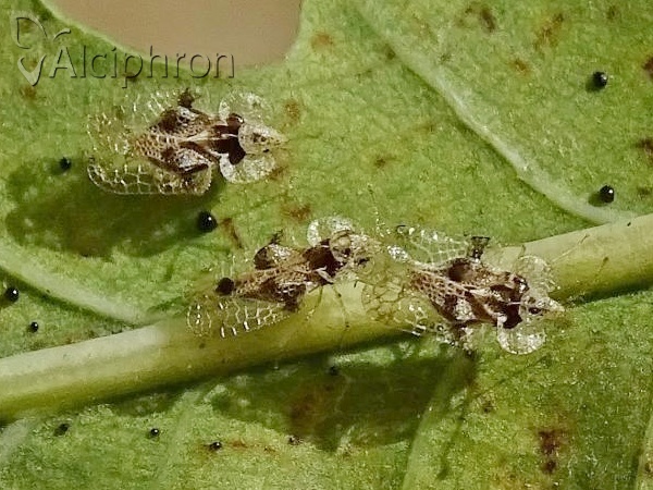 Corythucha arcuata