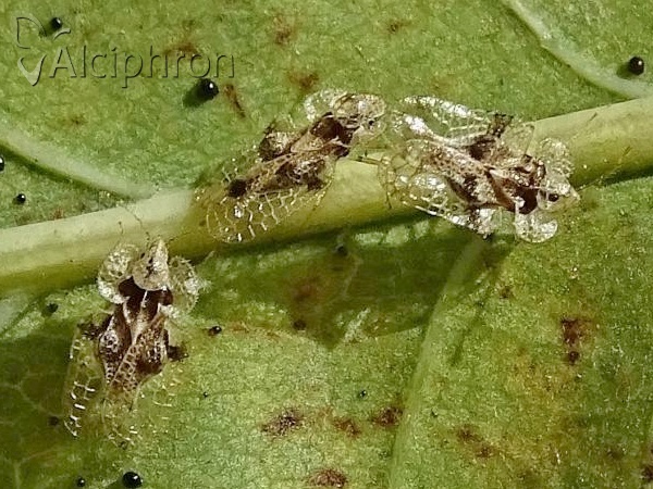 Corythucha arcuata