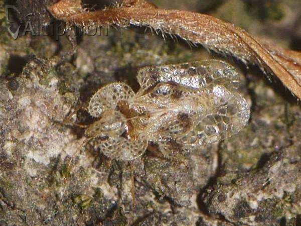 Corythucha arcuata