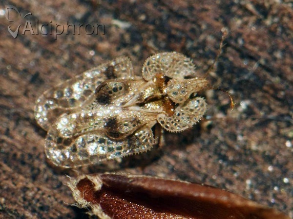 Corythucha arcuata