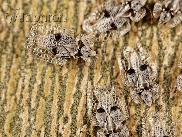 Corythucha ciliata