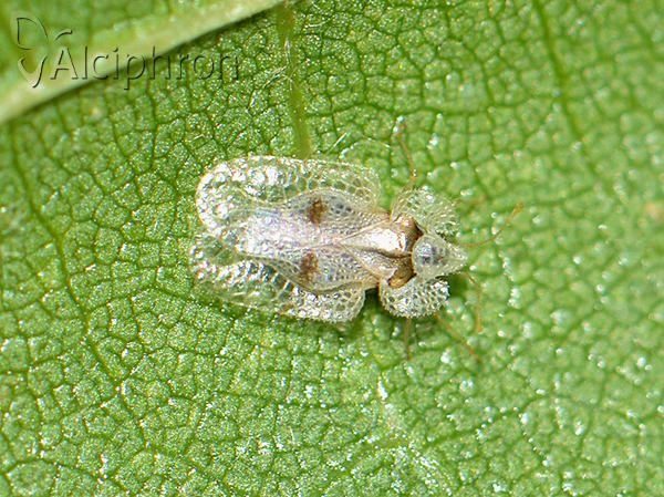 Corythucha ciliata