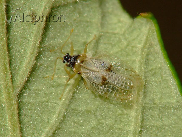 Corythucha ciliata