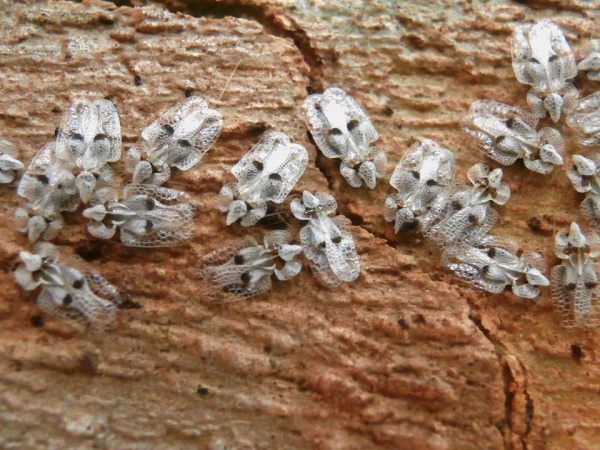 Corythucha ciliata