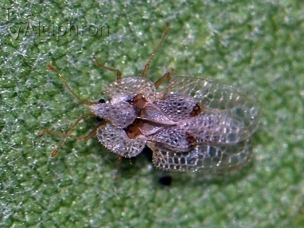 Corythucha ciliata
