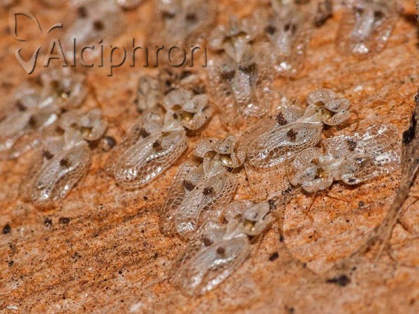 Corythucha ciliata