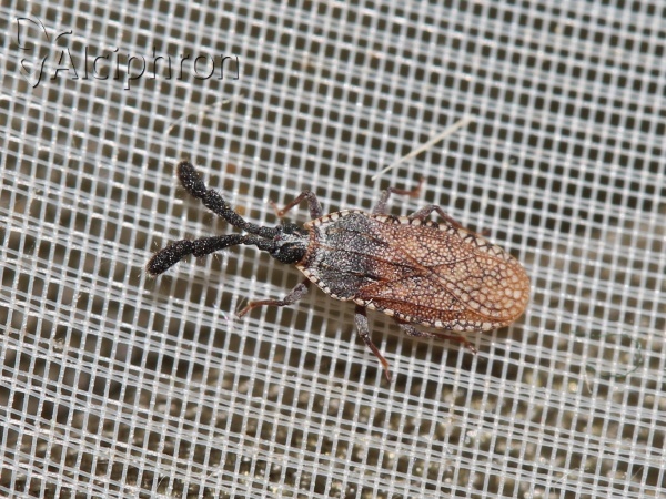 Copium clavicorne