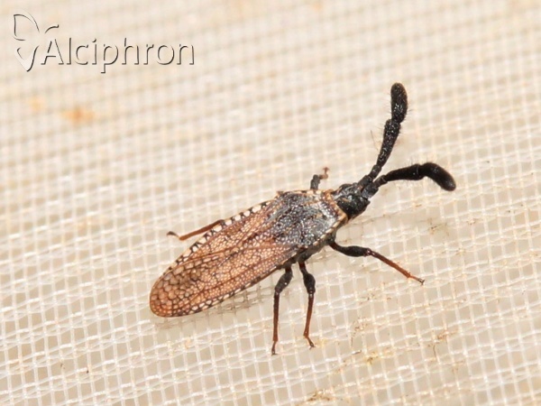 Copium clavicorne