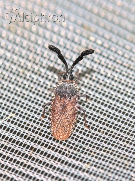 Copium clavicorne