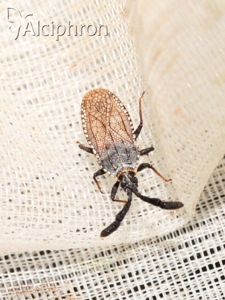 Copium clavicorne