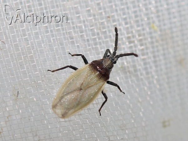 Catoplatus carthusianus