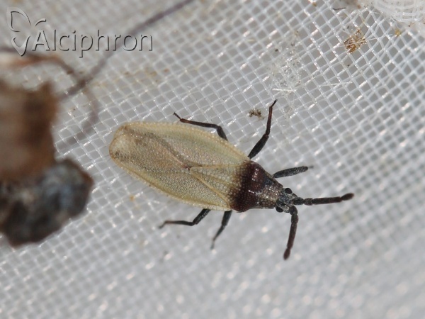Catoplatus carthusianus