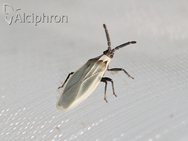 Catoplatus carthusianus