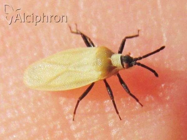 Catoplatus nigriceps