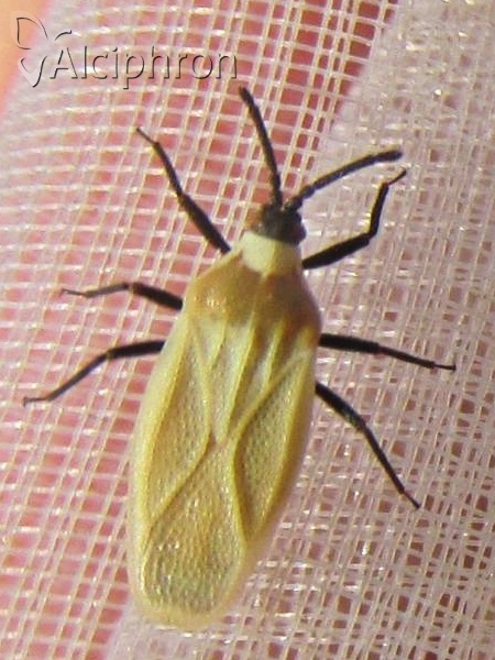Catoplatus nigriceps