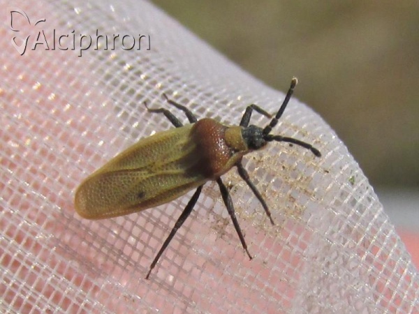Catoplatus nigriceps