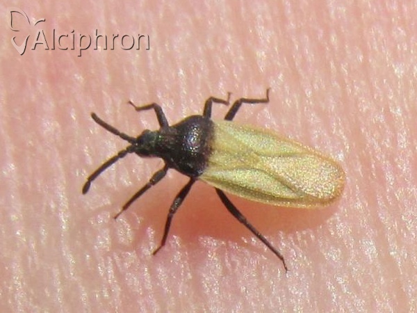Catoplatus nigriceps
