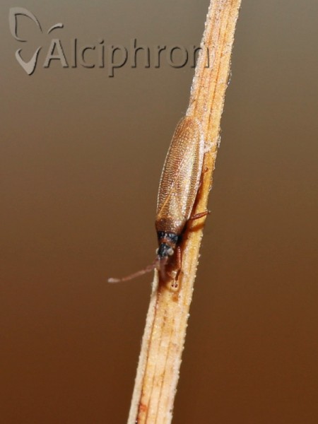 Agramma atricapillum