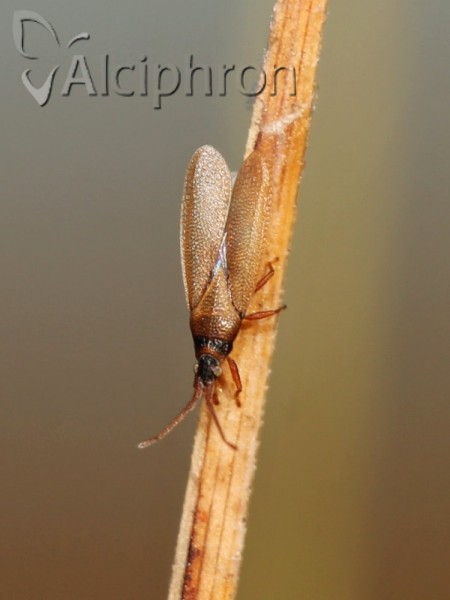 Agramma atricapillum