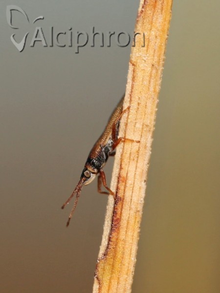 Agramma atricapillum