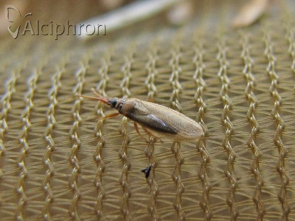 Agramma atricapillum